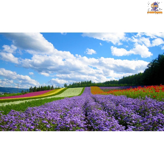 Đà Lạt - Thành phố Hoa