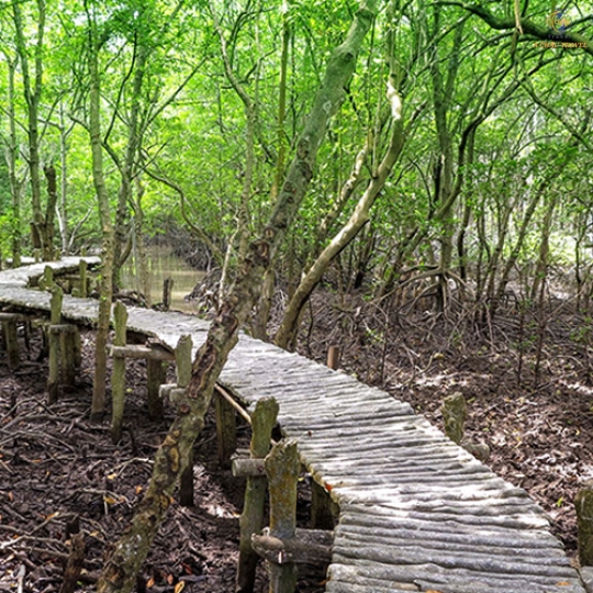 Khám Phá Rừng Sác Cần Giờ