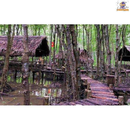 Khám Phá Rừng Sác Cần Giờ